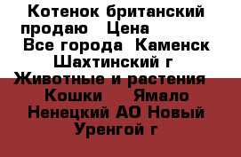 Котенок британский продаю › Цена ­ 3 000 - Все города, Каменск-Шахтинский г. Животные и растения » Кошки   . Ямало-Ненецкий АО,Новый Уренгой г.